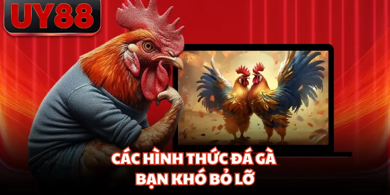 Các hình thức đá gà bạn khó bỏ lỡ