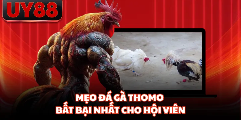 Mẹo đá gà thomo bất bại nhất cho hội viên